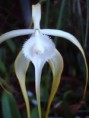 Brassavola cucullata